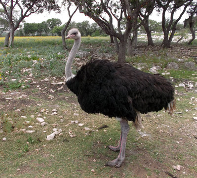 Tall Standing Ostrich/Large standing Ostrich