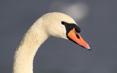 Mute Swan portrait , on Danube river in Zemun, Belgrade, Serbia.