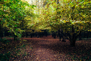 Осенний лес. 8