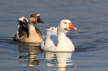 Pair of Swan goose,Anser cygnoides,Chinese Goose,in river Danube , Belgrade , Serbia.