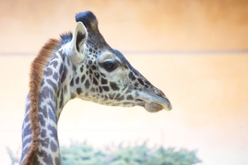 Giraffe