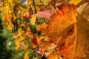 Weinblatt rot und gelb im Herbst