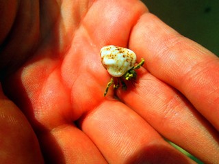 A small hermit crab in shell closeup on hand