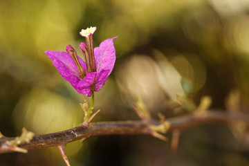 little flower on the stem with defocused background photo
