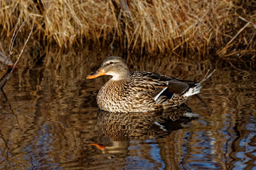 Mallard Duck Reflecting