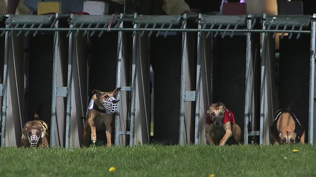 Whippet Dog, Adults standing in Box and Running during Race, Slow motion