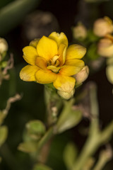 Yellow flower Bud close up - Yellow Flower Bud macro