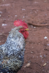 isolated rooster in the chicken coop - Cock in the chicken coop