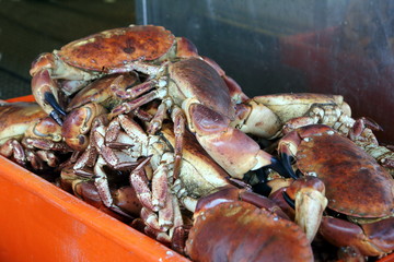 Freshly caught live edible crabs ready to be sold at the fishmon