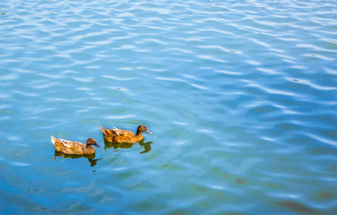Fototapeta premium couple of Blown duck swinning on the blue water