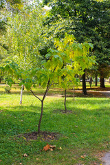 Naklejka premium Cigar tree (Catalpa bignonioides) in the park