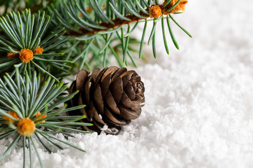christmas and new year fir-tree with pine cone on snow