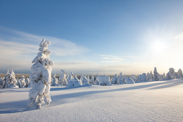Sunny winter landscape in Lapland