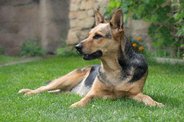 Dog, mongrel, the best friend of human