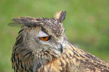 Eagle Owl