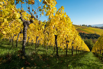 Herbst im Weinberg mit Herbstfarben gelb