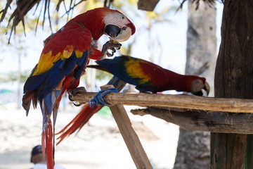 Macaws