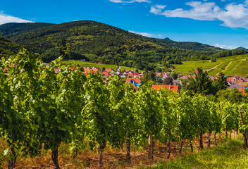 Fototapeta na wymiar Vineyard landscape of Alsace, France