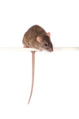 brown domestic rat