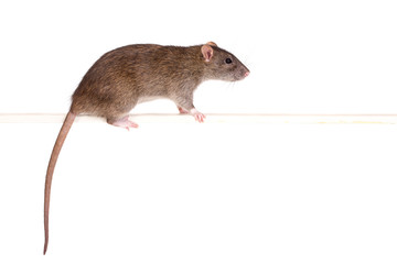 portrait of rat