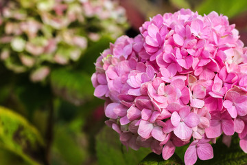 Purple Hydrangea flower (Hydrangea macrophylla) in a garden.