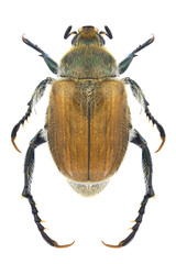 Beetle Chaetopteroplia segetum on a white background