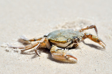 Sea crab on the sand on the seashore.