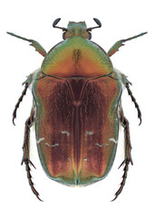 Beetle Cetonia aurata aurata on a white background