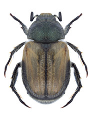 Beetle Blitopertha lineolata on a white background