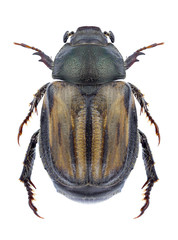 Beetle Blitopertha lineolata on a white background