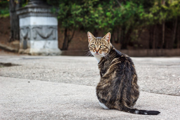 A fat tabby cat sitting on the road looking over shoulder towards camera.