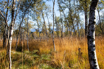 Die Moor und Filz - Landschaft Kendlmühlfilz