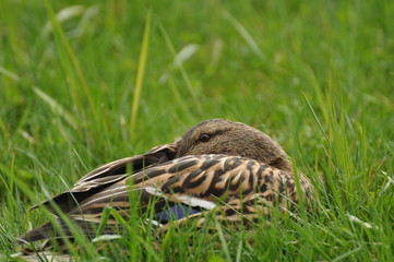 Kaczka w trawie © Marzena