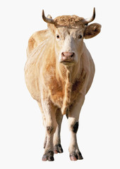 brown cow standing and looking at the camera