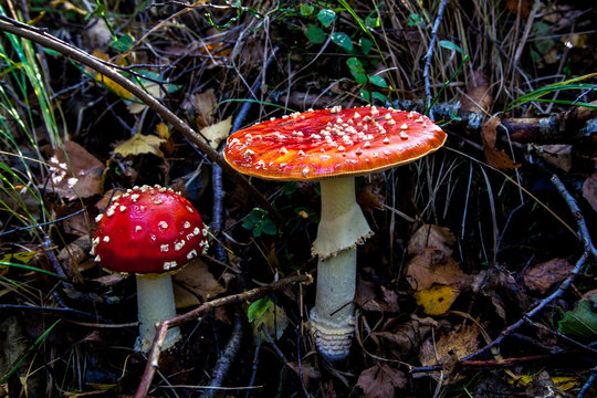 Fliegenpilz in der Kendlmühlfilz - Amanita muscaria