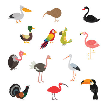 Bird set cartoon colorful
