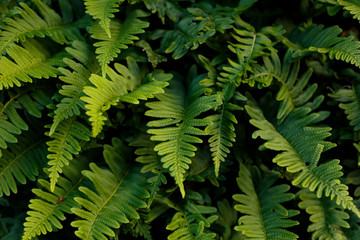 Naklejka na ściany i meble lush green ferns