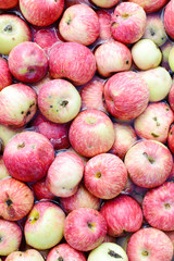 Many red apples floating in the water.