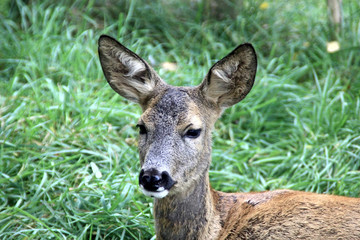 Naklejka na ściany i meble Portrait of the roe deer in the meadow