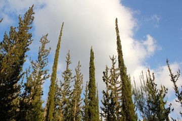 Tall Thin Trees