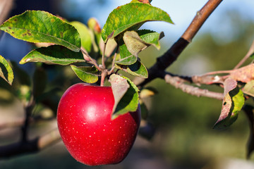 Red apple with lives on apple tree branch in autumn harvest. Ripe juicy apple on the apple tree in fall.