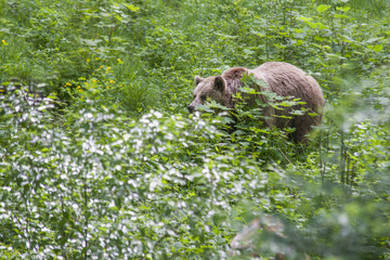 Brown bear walking free in the forest