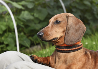 Dog resting on the lap of the owner