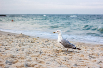 sea gull standing on his feet on the beach. seagull walking by the beach.