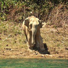 Male Asian Elephant at Ratchaprapha Dam, Thailand, Elephas maximus