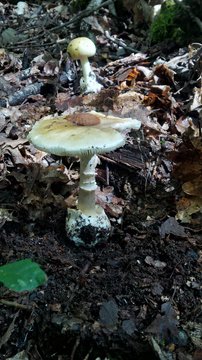 funghi mortali