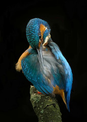 King Fisher