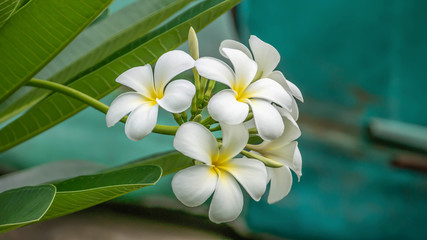 White and yellow Plumeria