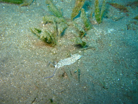 Meeresschnecke