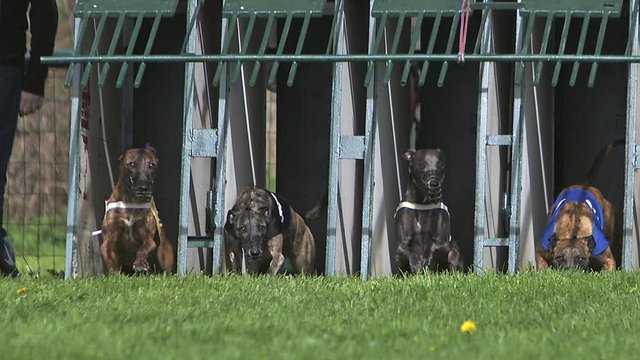 Whippet Dog, Adults standing in Box and Running during Race, Slow motion